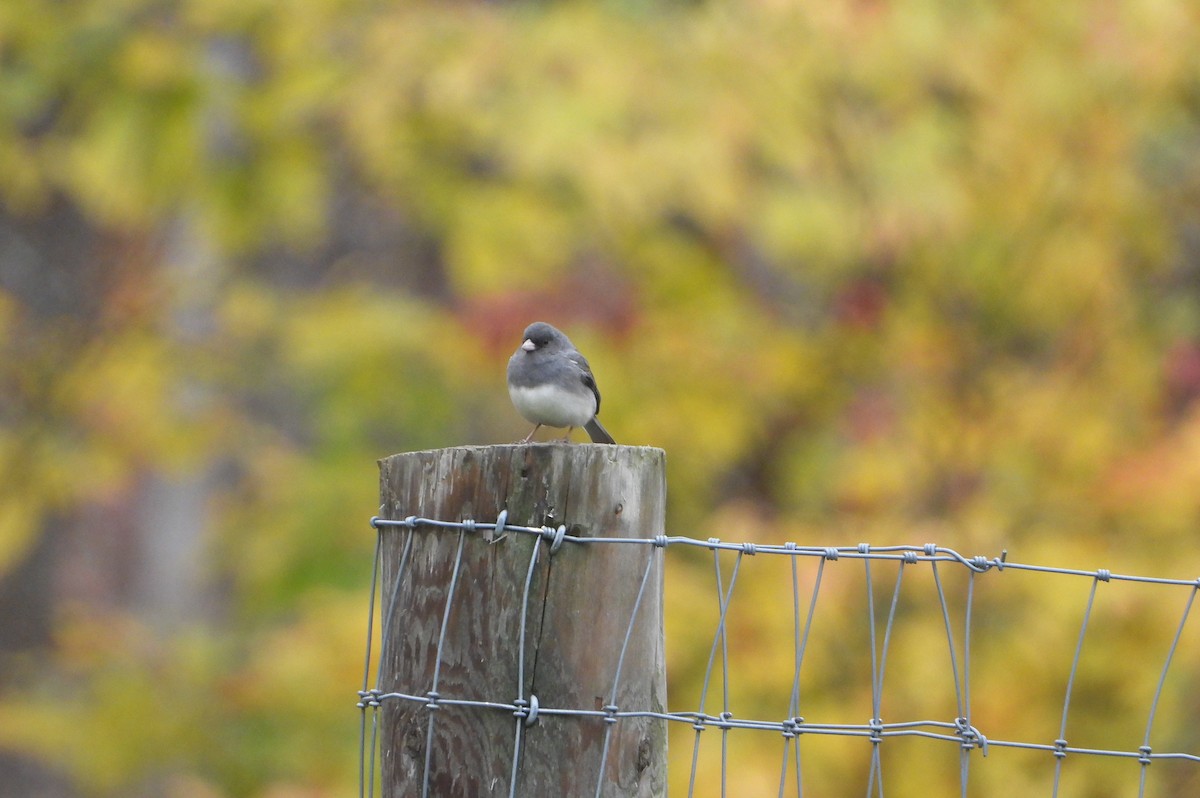 Dark-eyed Junco (Slate-colored) - ML643898042