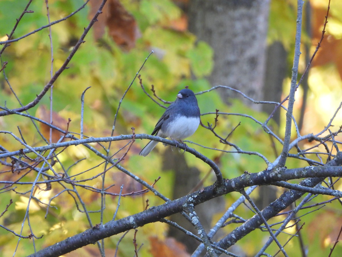 vinterjunko (hyemalis/carolinensis) - ML643898050