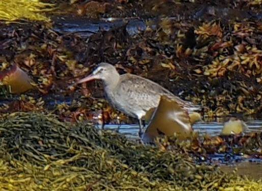 Hudsonian Godwit - ML643898073