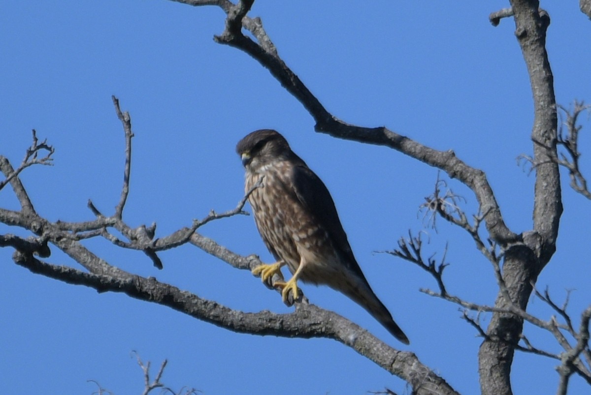 Merlin - ML643898074