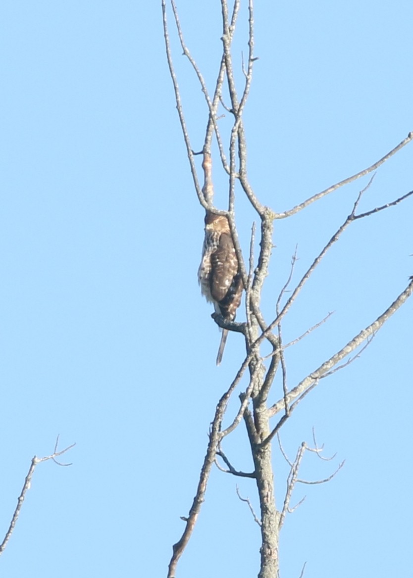 Cooper's Hawk - ML643898079