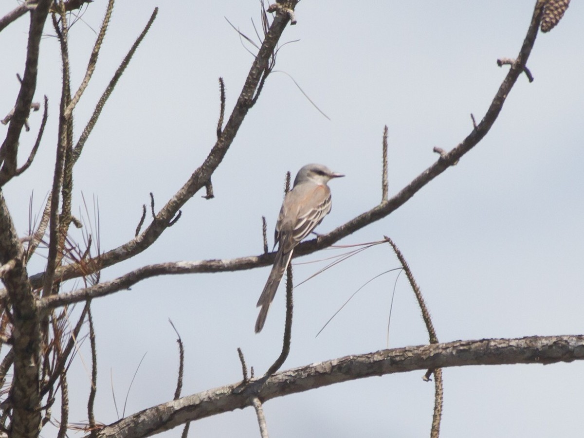 Scissor-tailed Flycatcher - Kyle Wolfe