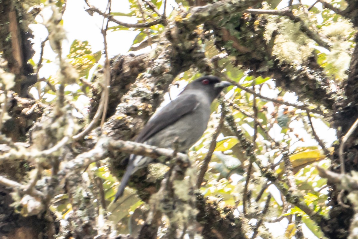 Red-crested Cotinga - John Gapski