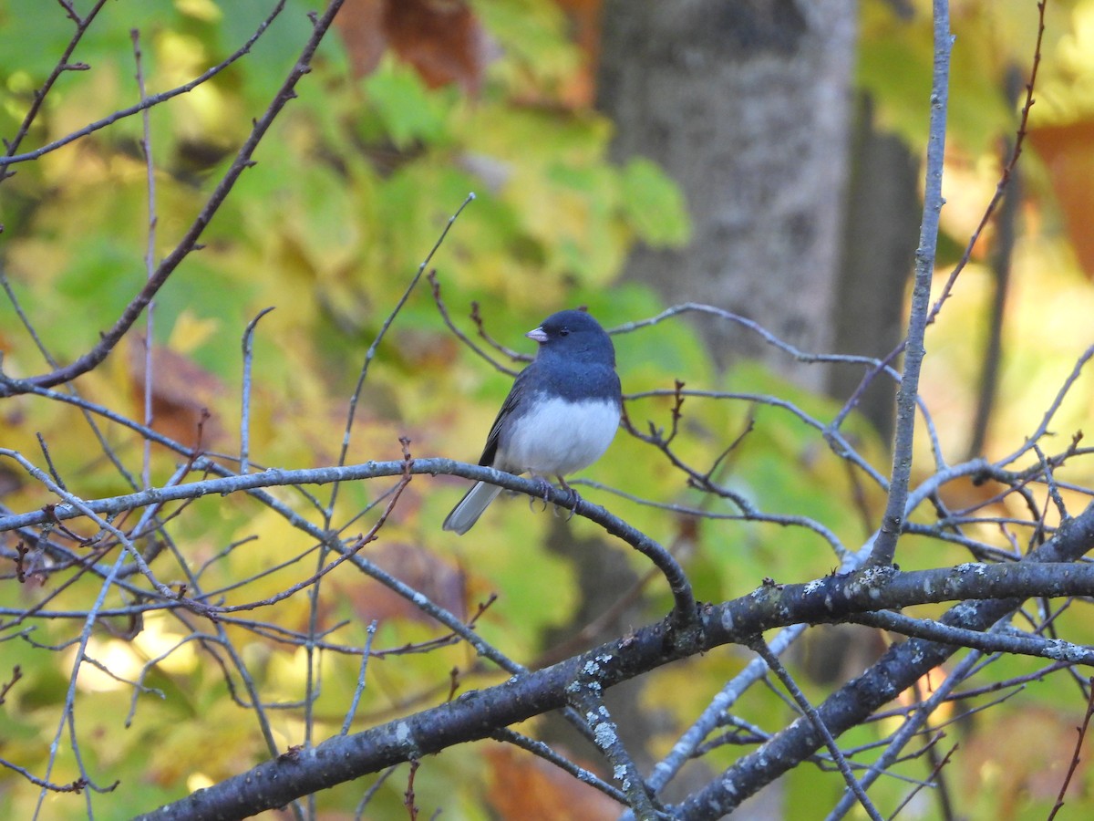 vinterjunko (hyemalis/carolinensis) - ML643898087