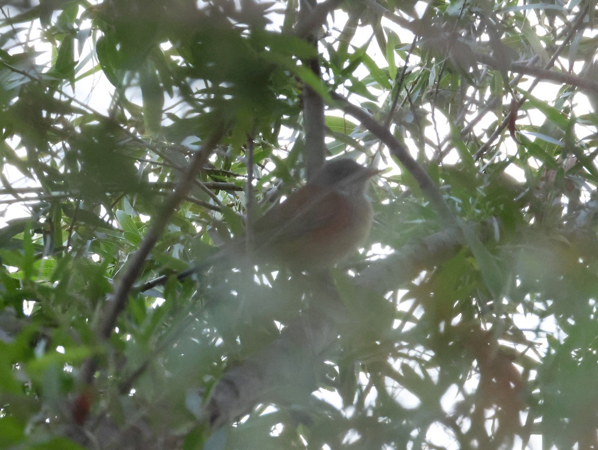 Rufous-backed Robin - ML643898107