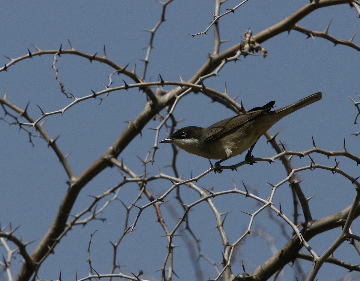 Western Orphean Warbler - ML643898111
