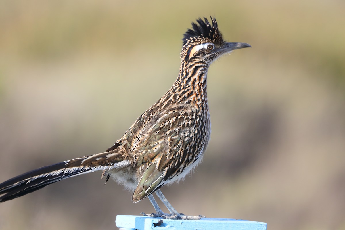 Greater Roadrunner - ML643898117