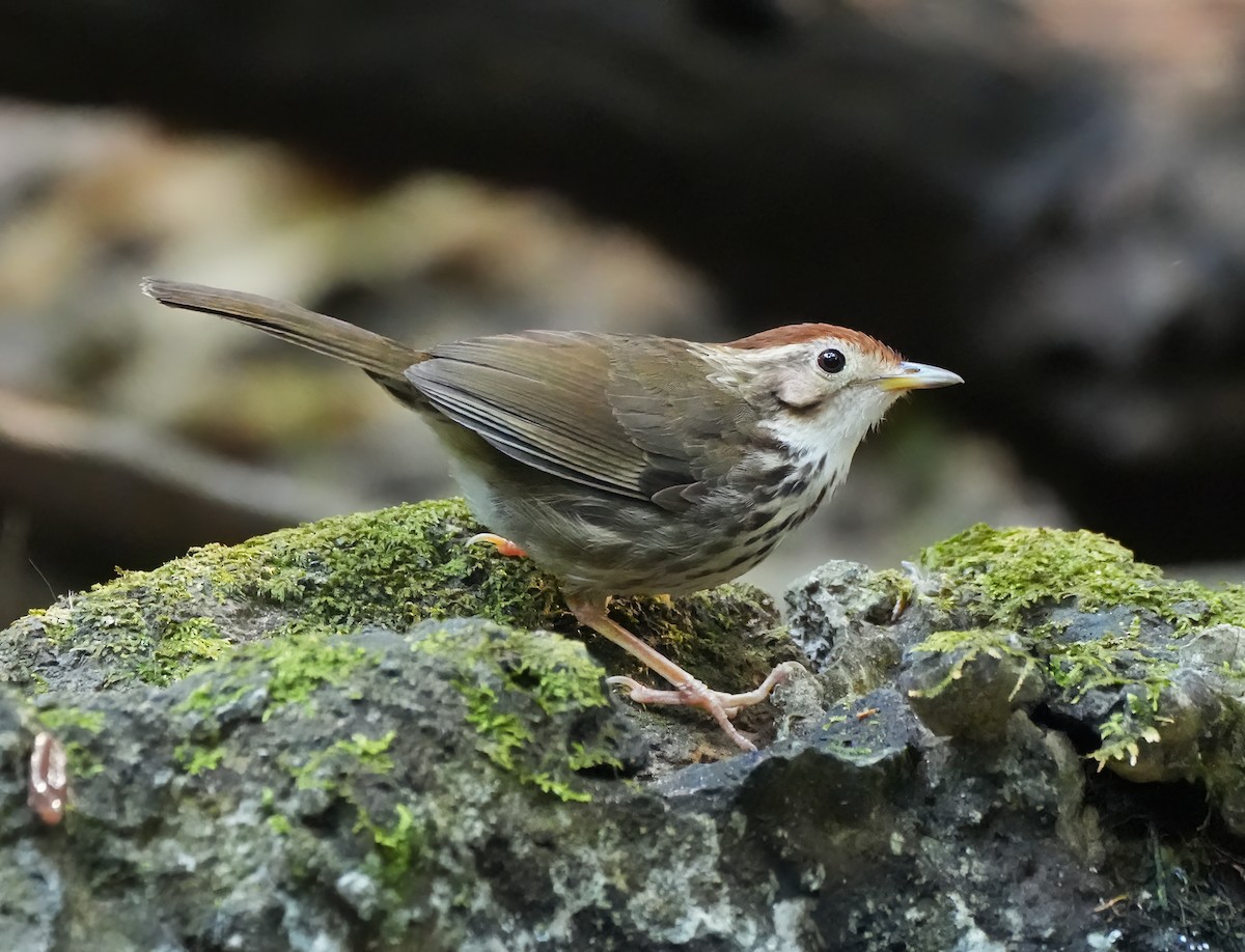 Puff-throated Babbler - ML643898149