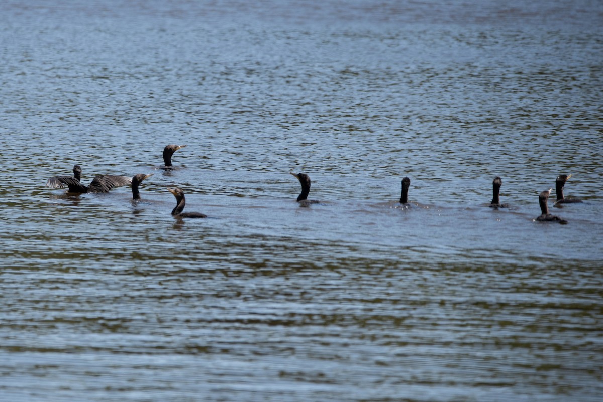 Cormoran vigua - ML643898169