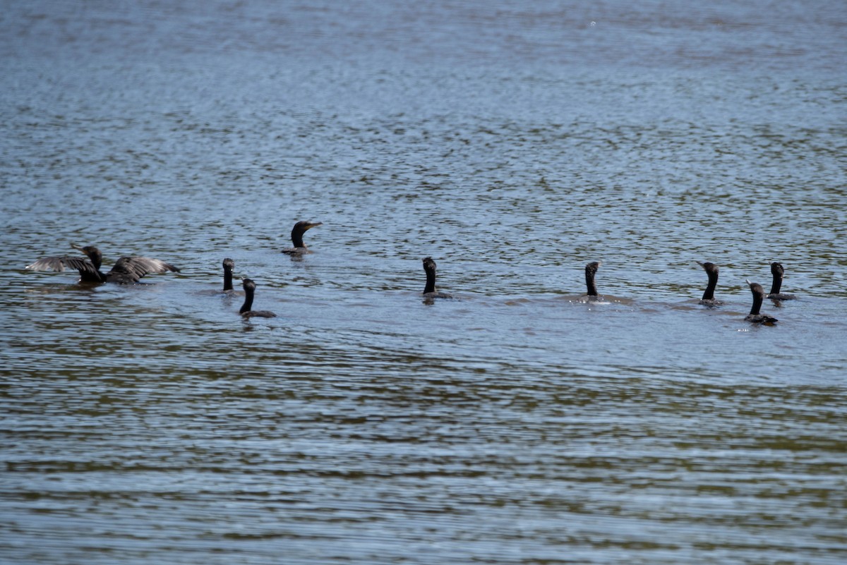 Cormoran vigua - ML643898170