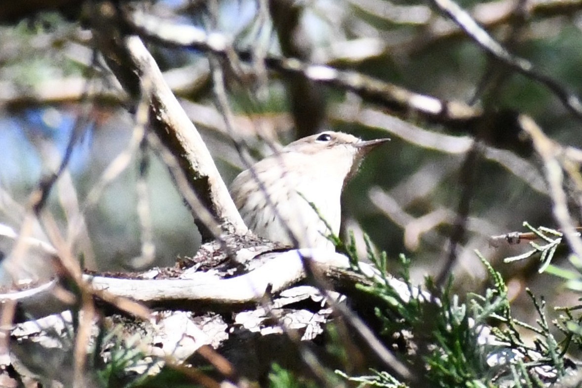 Yellow-rumped Warbler (Myrtle) - ML643898186