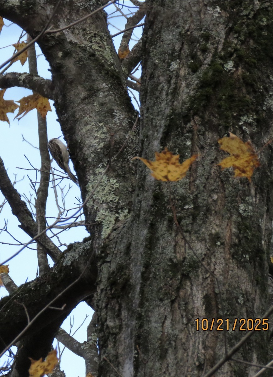 Brown Creeper - ML643898218