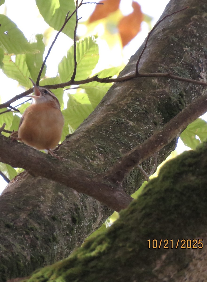 Carolina Wren - ML643898247