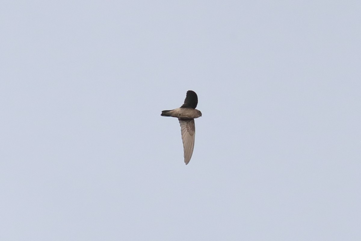 Seychelles Swiftlet - ML643898249