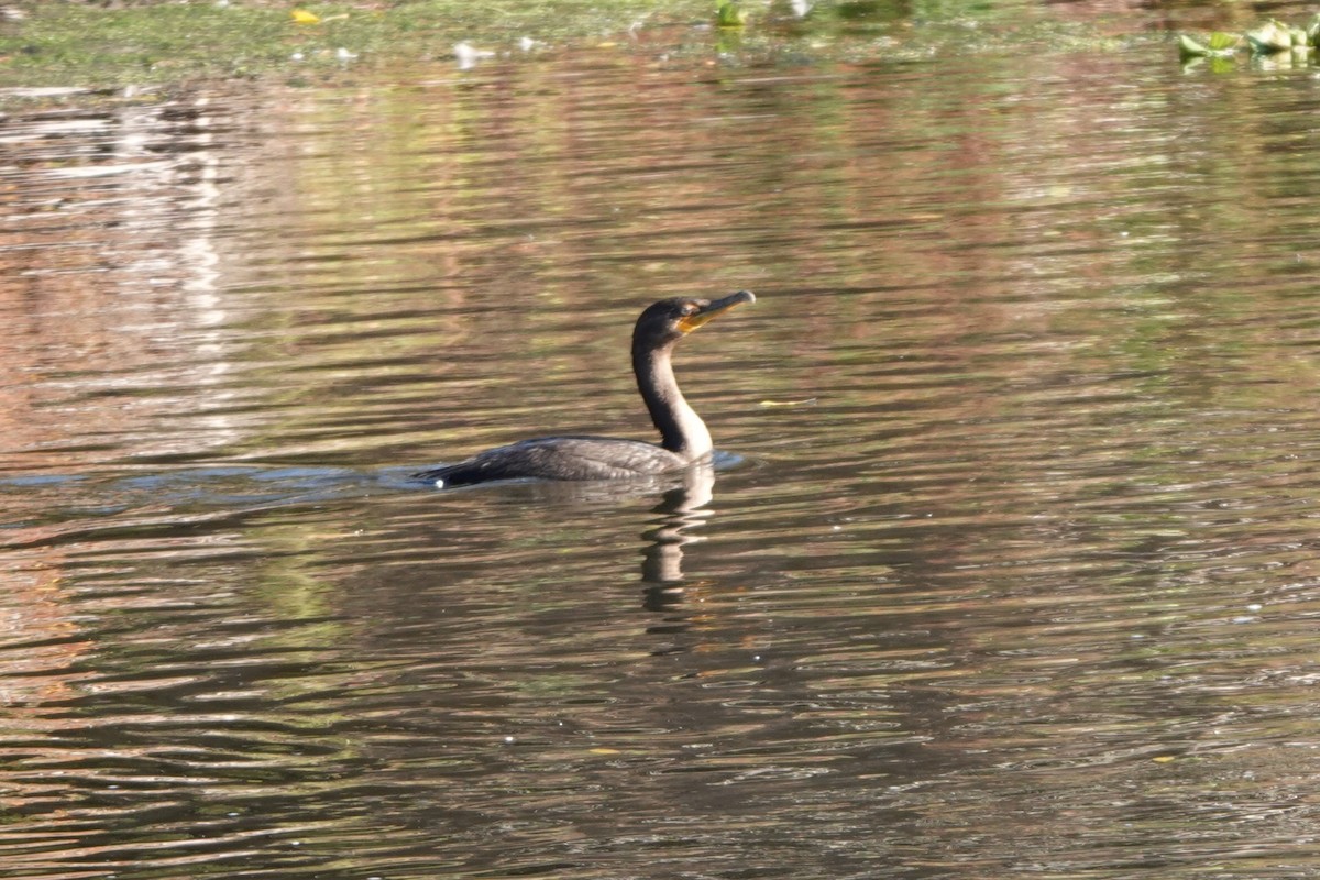 Double-crested Cormorant - ML643898251