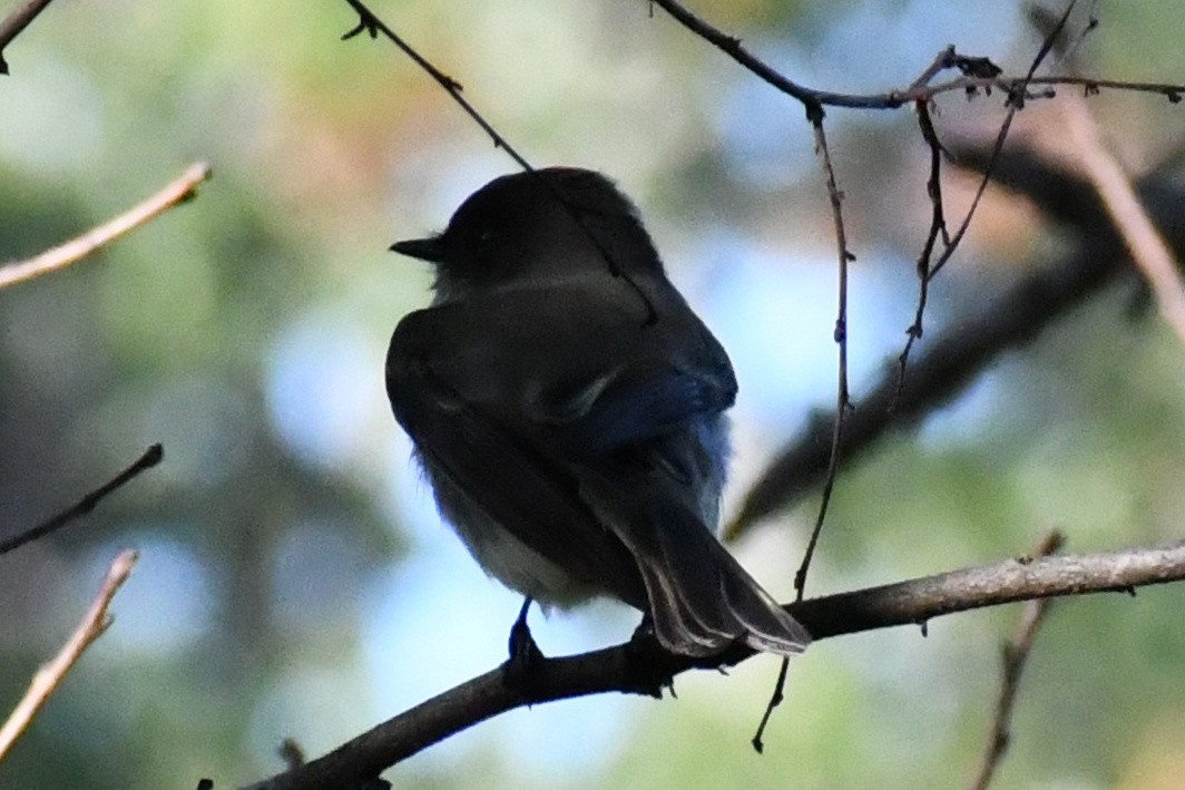 Eastern Phoebe - ML643898258