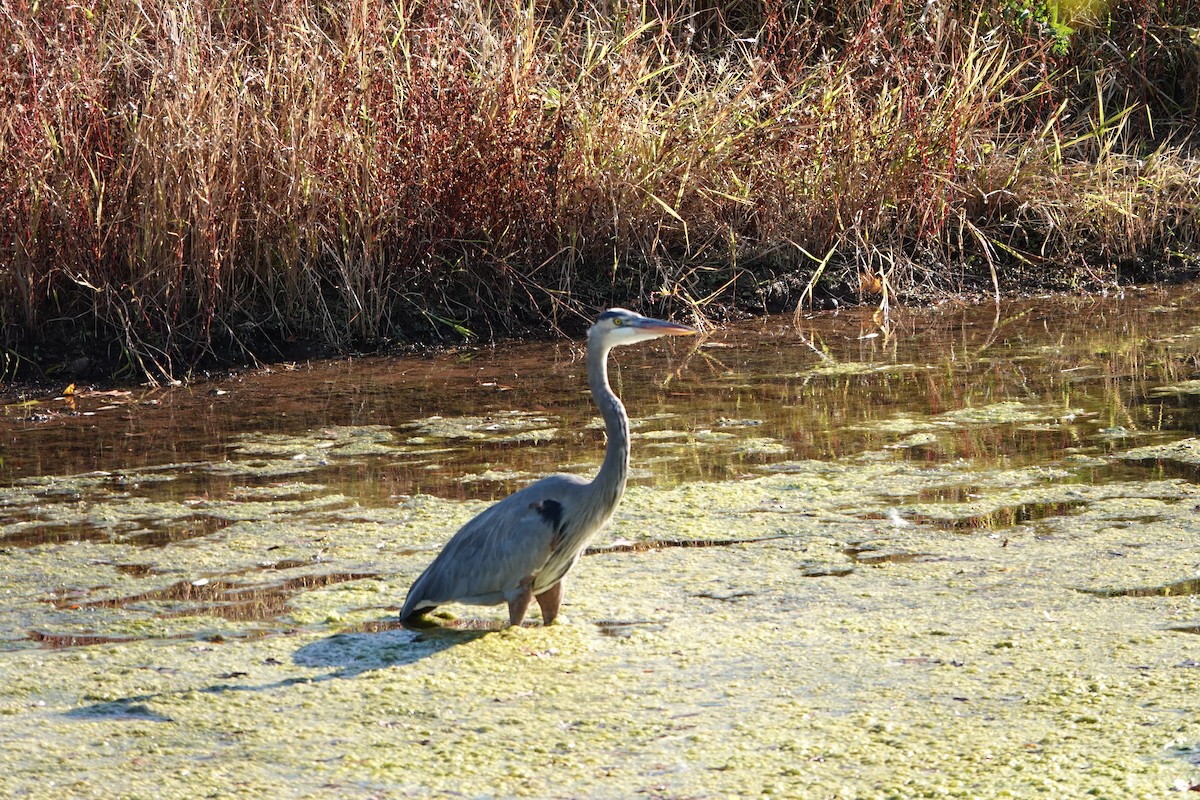 Great Blue Heron - ML643898260