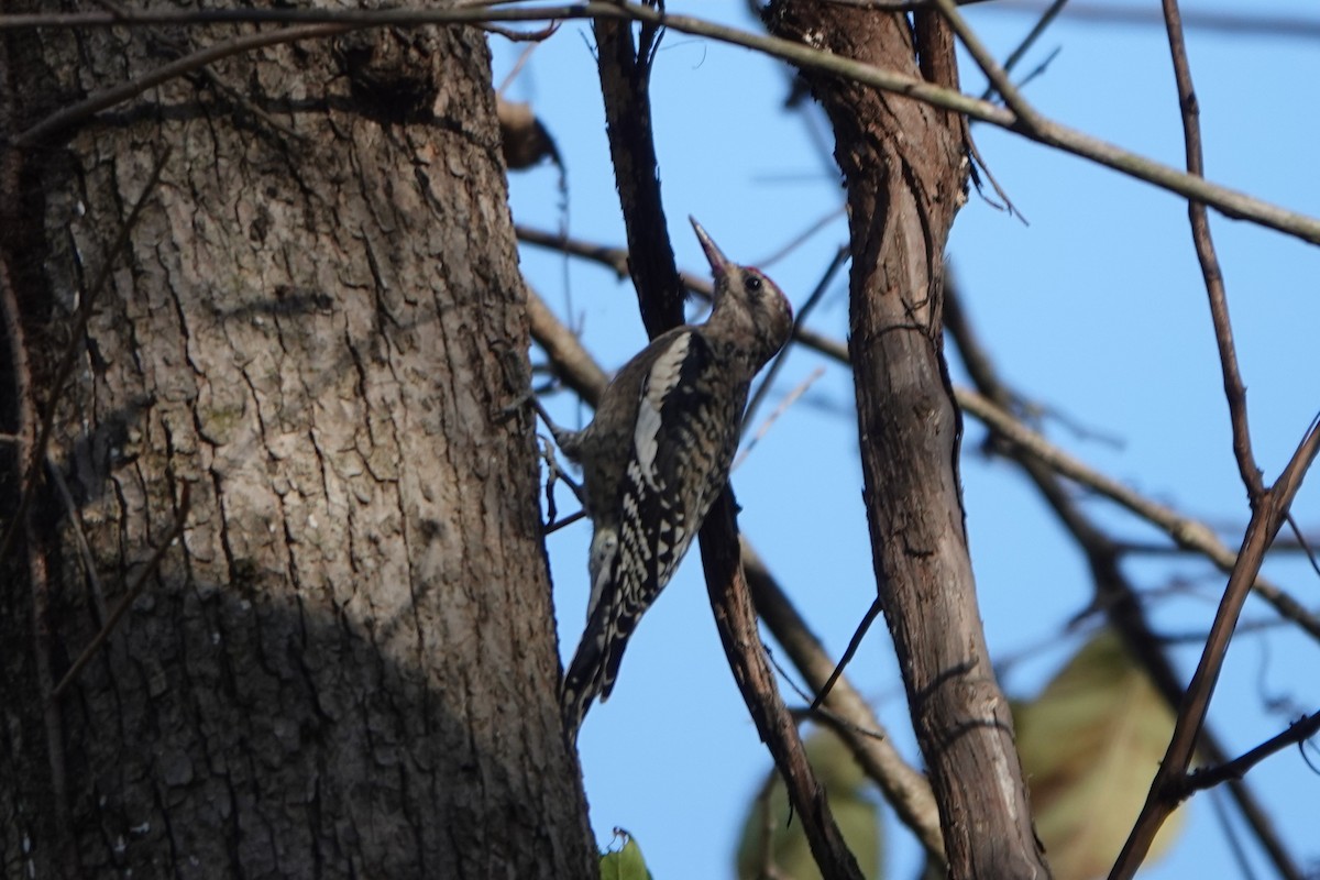 Yellow-bellied Sapsucker - ML643898271