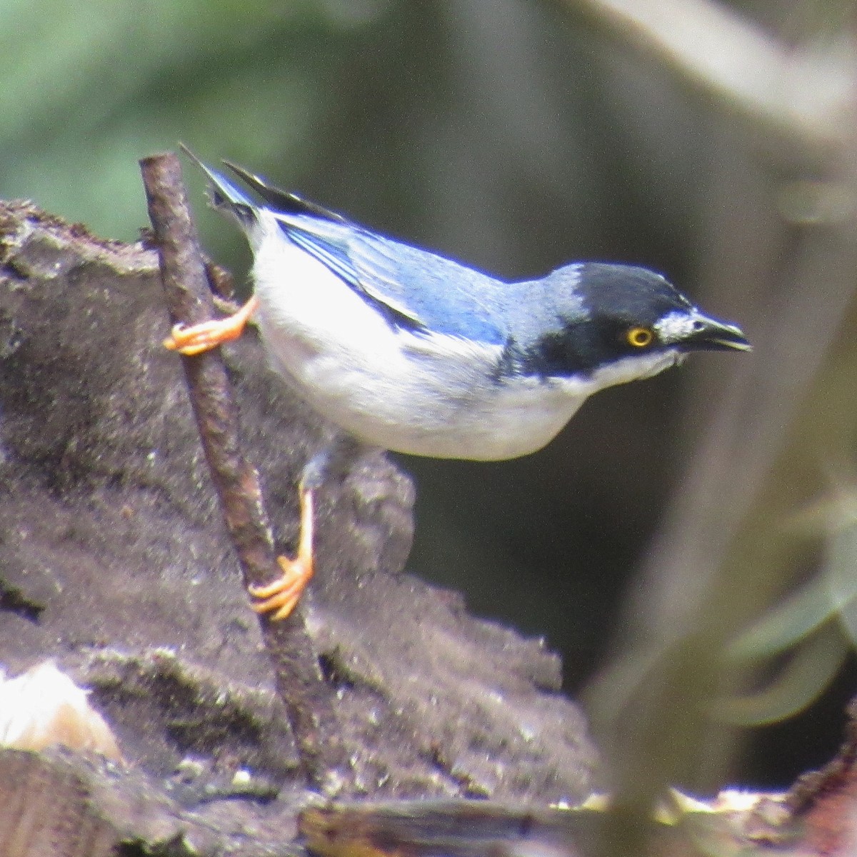 ズキンフウキンチョウ - ML643898278