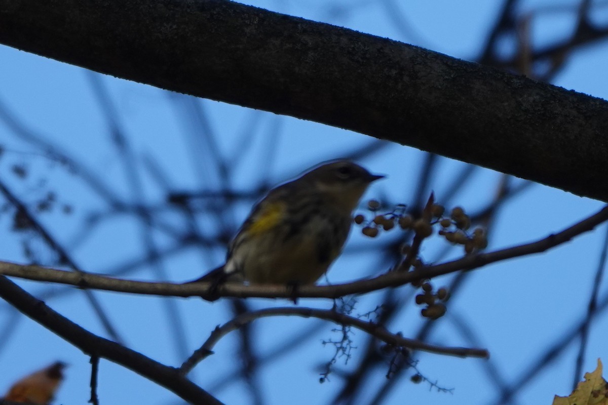 Yellow-rumped Warbler - ML643898282