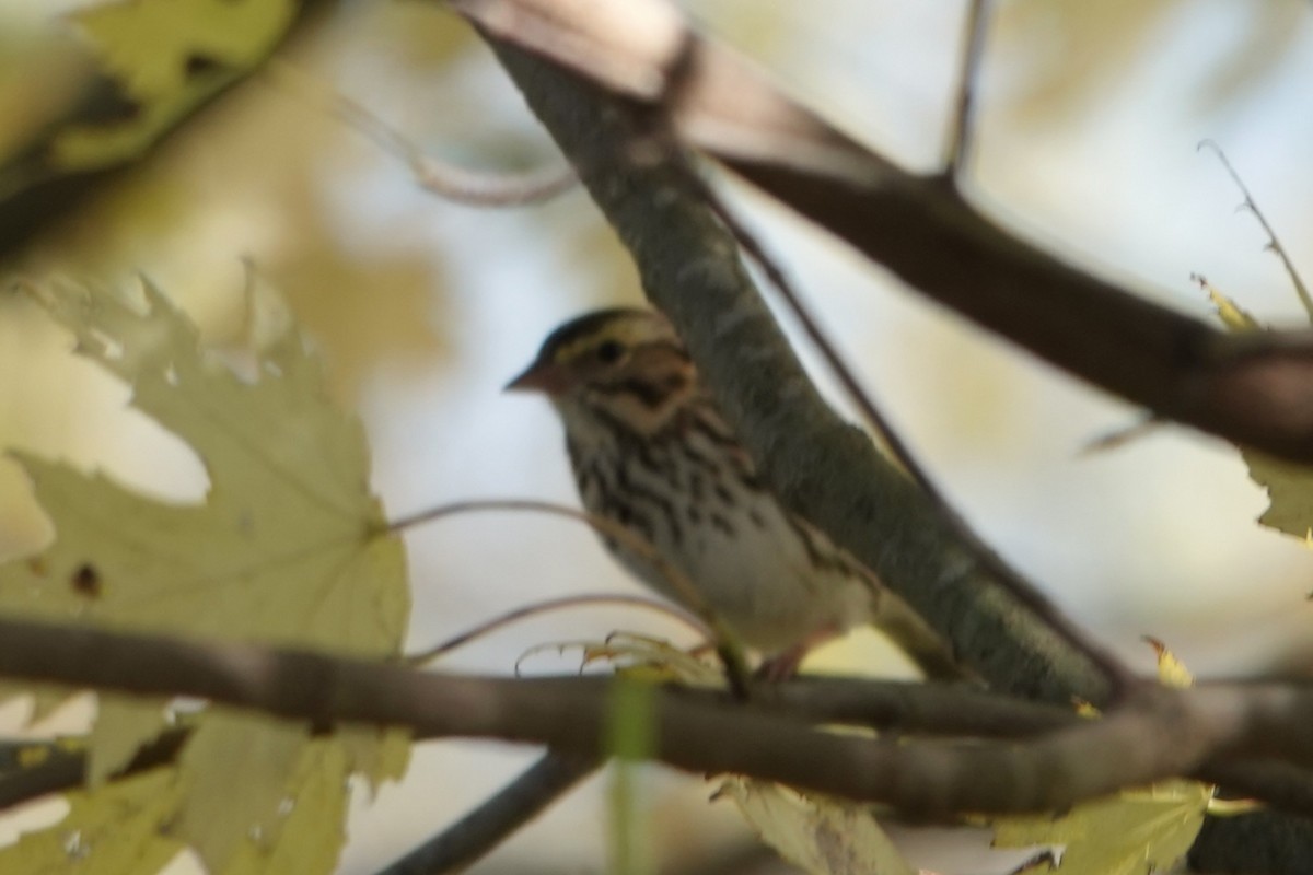 Savannah Sparrow - ML643898283