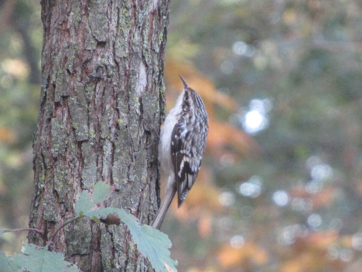 Підкоришник американський - ML643898304