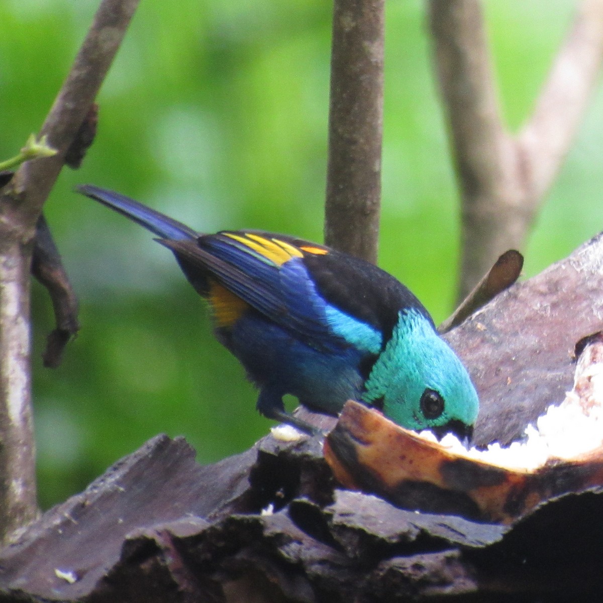 Seven-colored Tanager - ML643898305