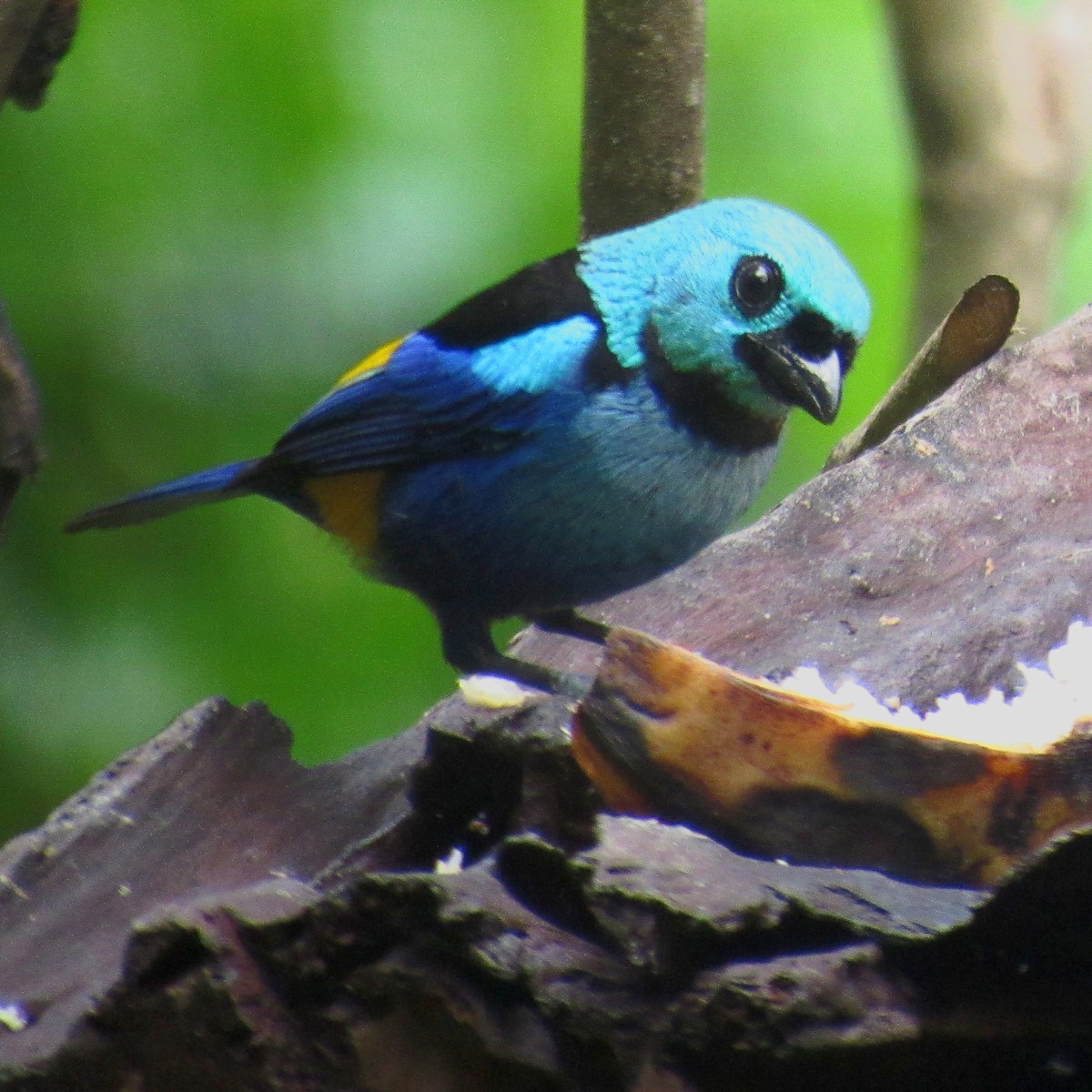Seven-colored Tanager - ML643898306