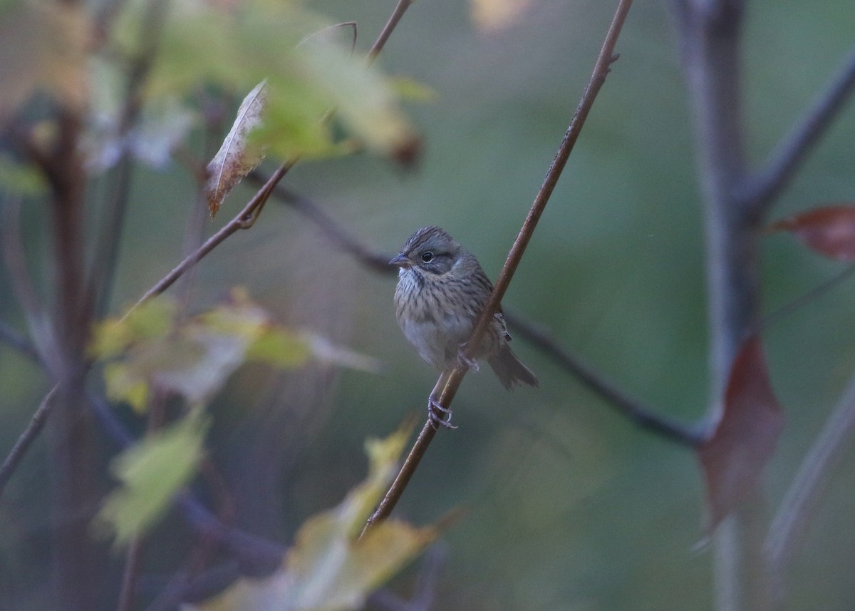 ヒメウタスズメ - ML643898315