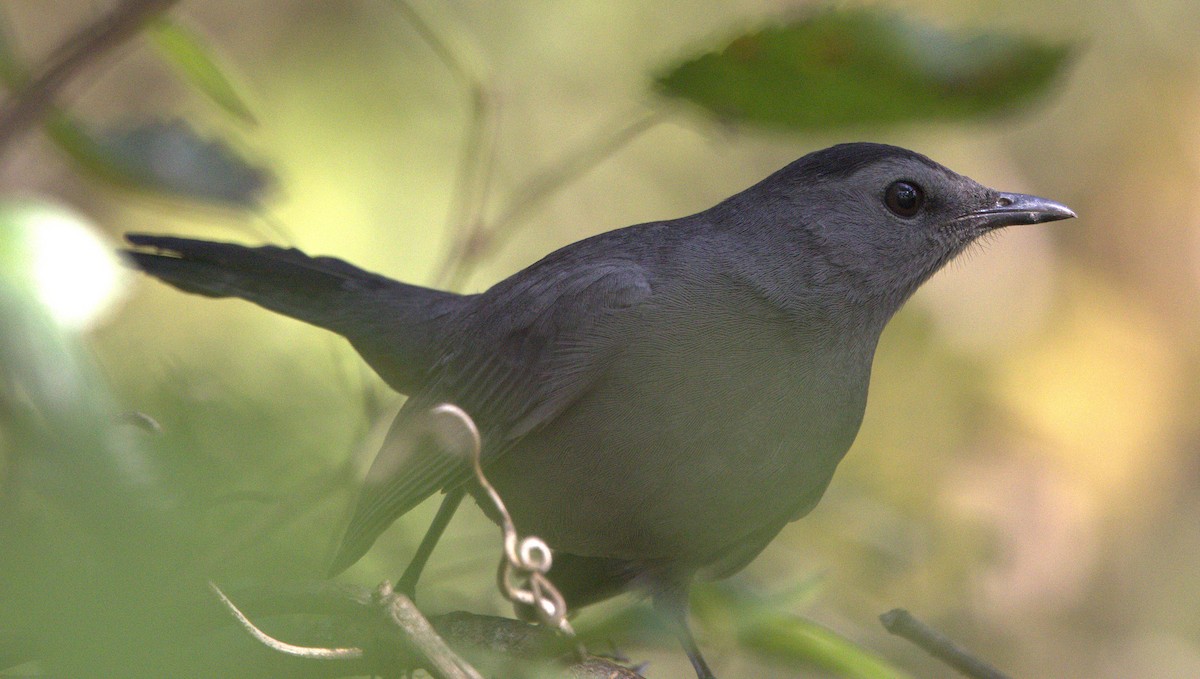 ימימן אמריקני - ML643898321