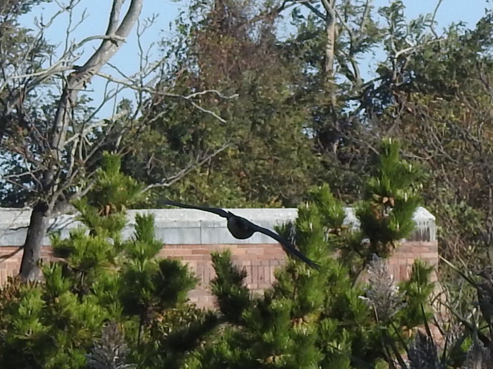 Cooper's Hawk - ML643898331