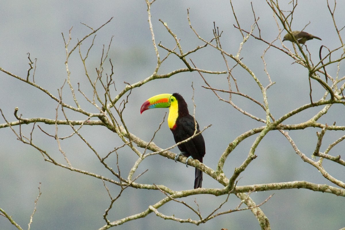 Keel-billed Toucan - ML643898333