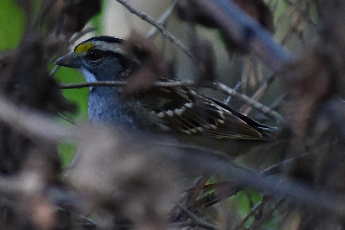 White-throated Sparrow - ML643898339