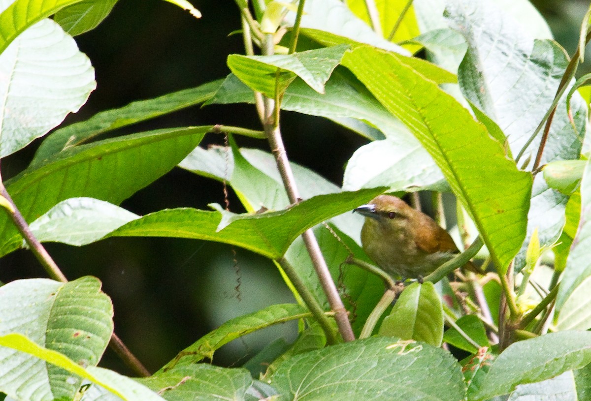 Russet Antshrike - ML643898343