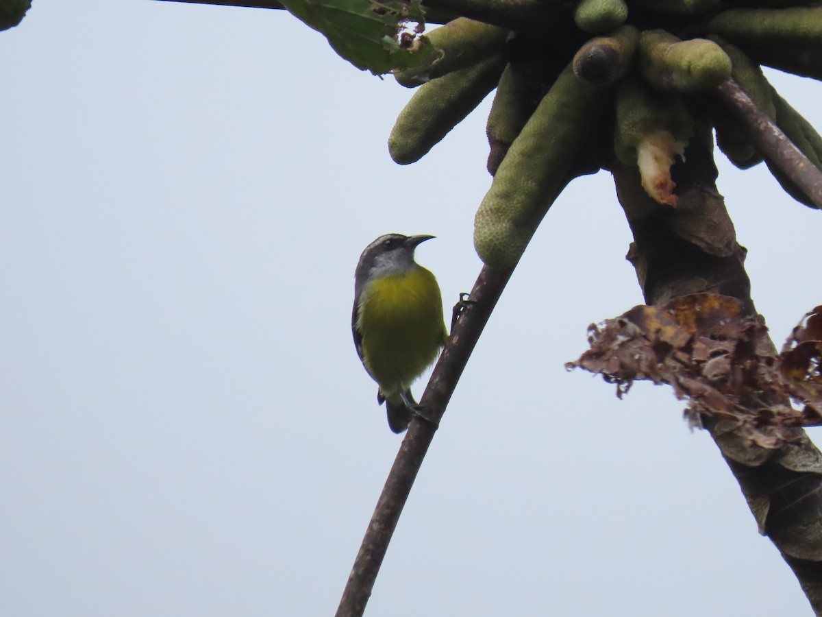 Bananaquit - ML643898346