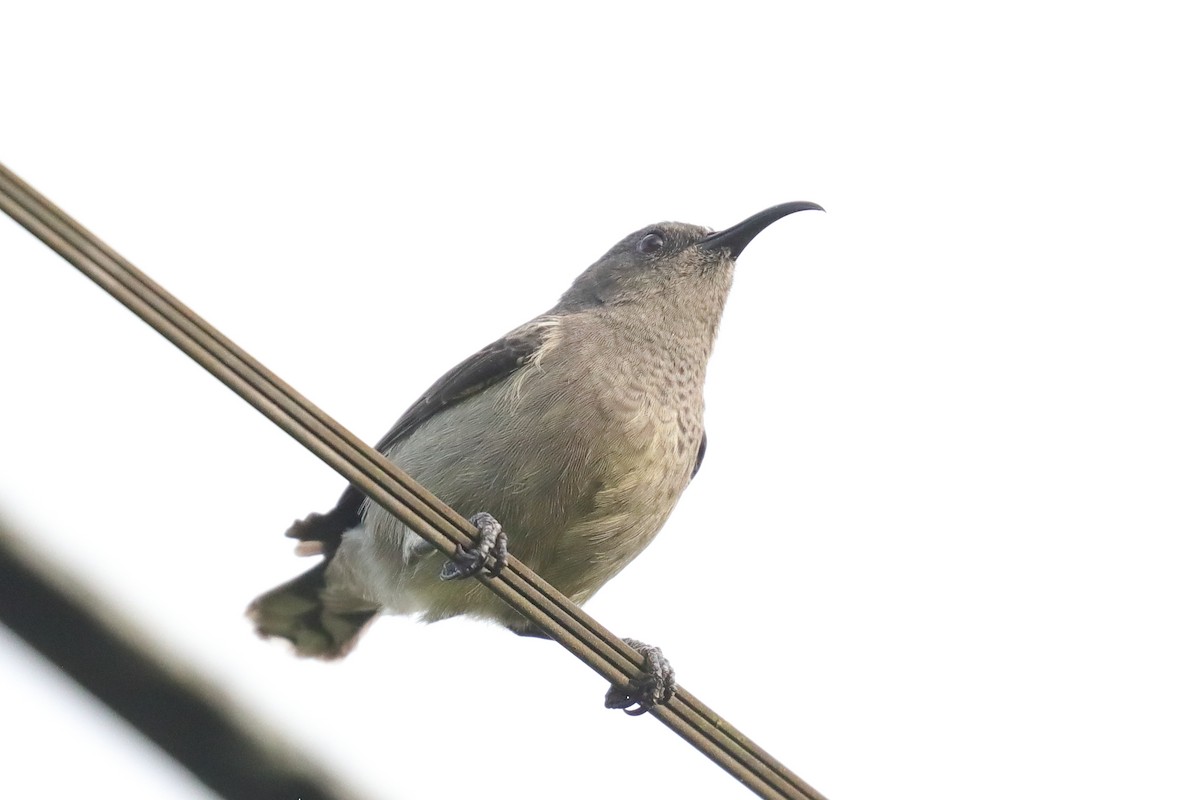 Seychelles Sunbird - ML643898389