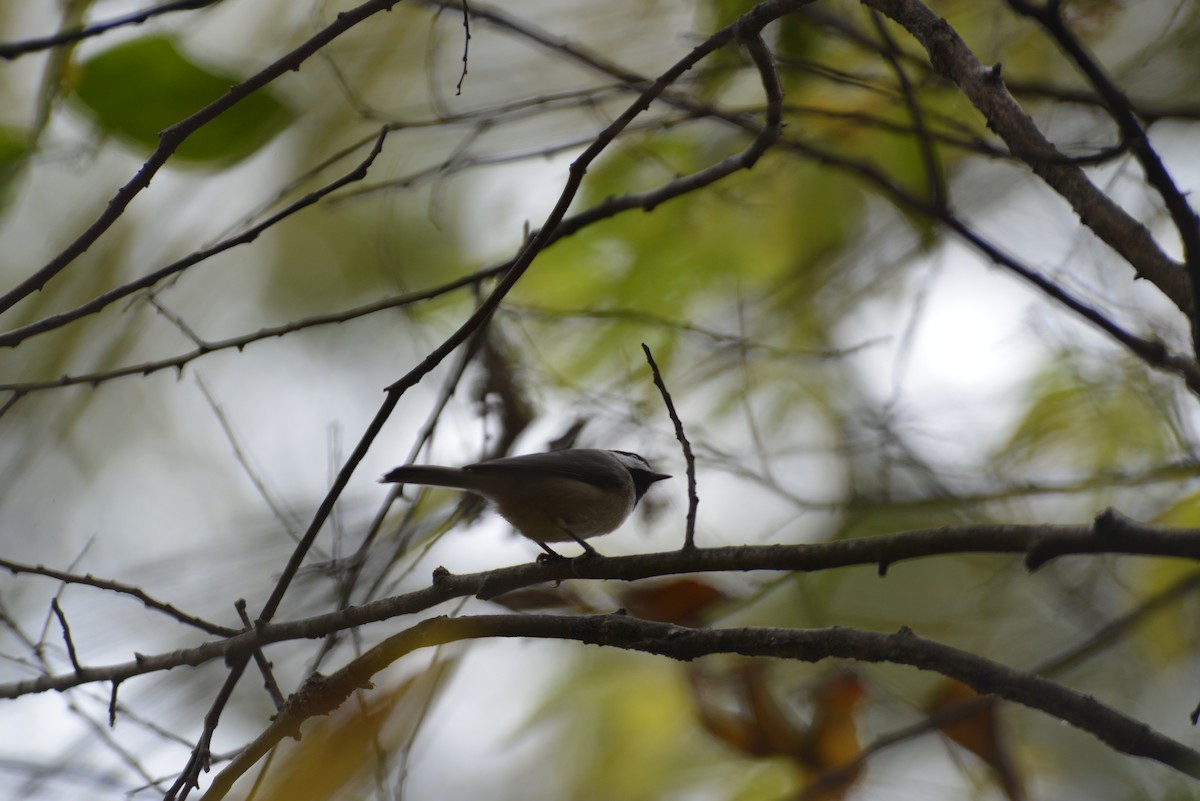 Carolina Chickadee - ML643898436