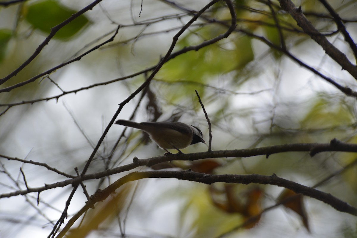 Carolina Chickadee - ML643898437