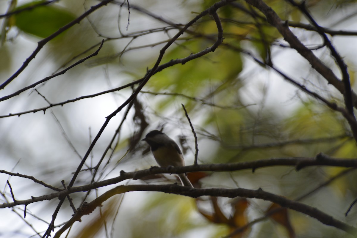 Carolina Chickadee - ML643898438