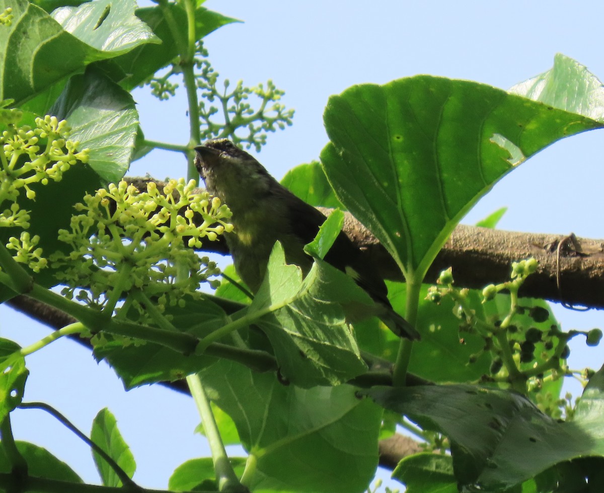 Bananaquit - ML643898444