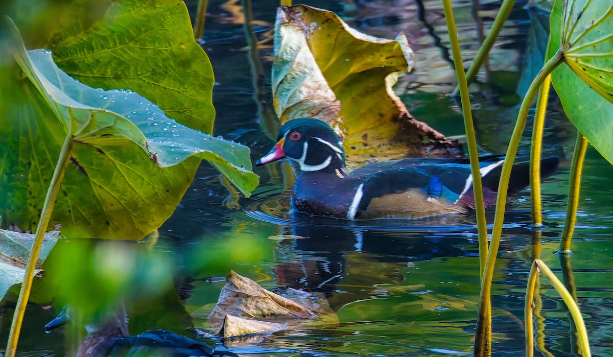 Canard branchu - ML643898489