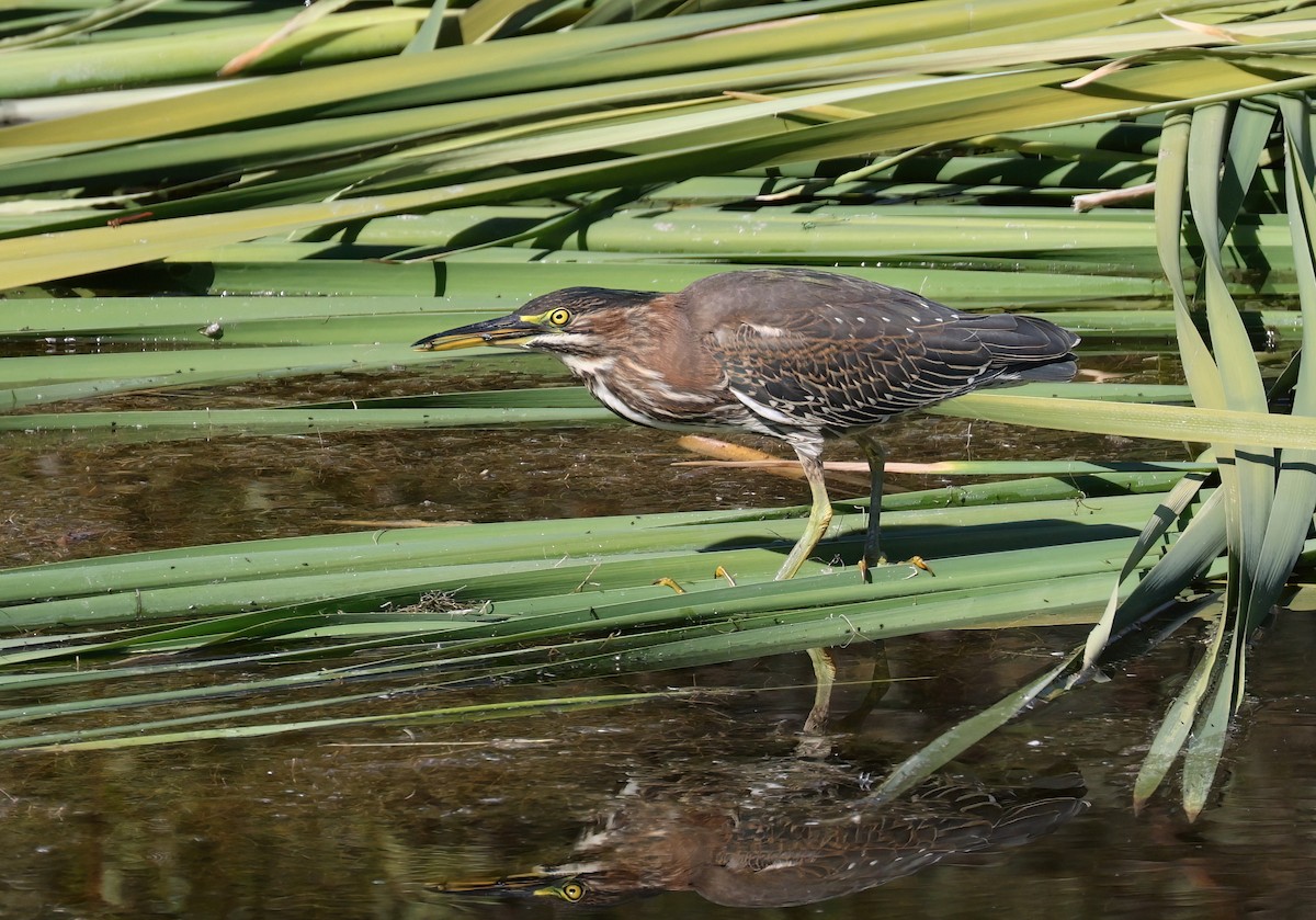 Green Heron - ML643898490