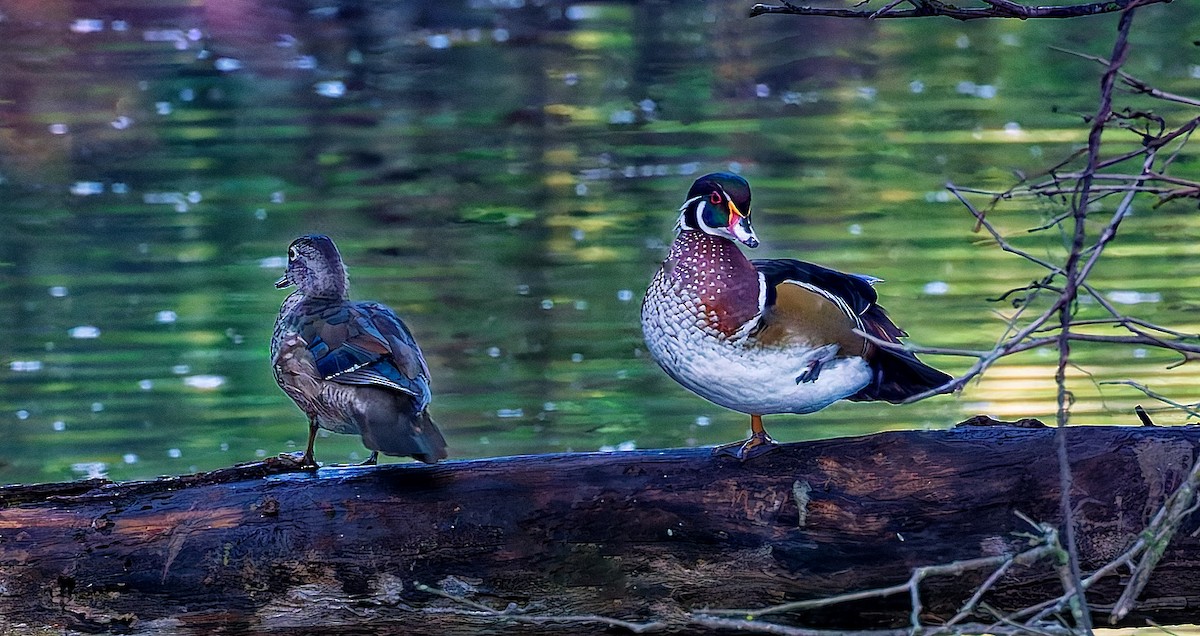 Canard branchu - ML643898491