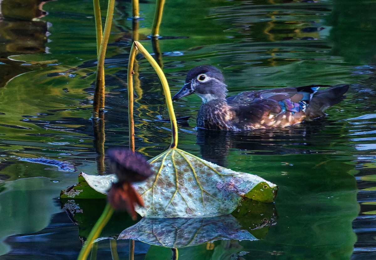 Canard branchu - ML643898492