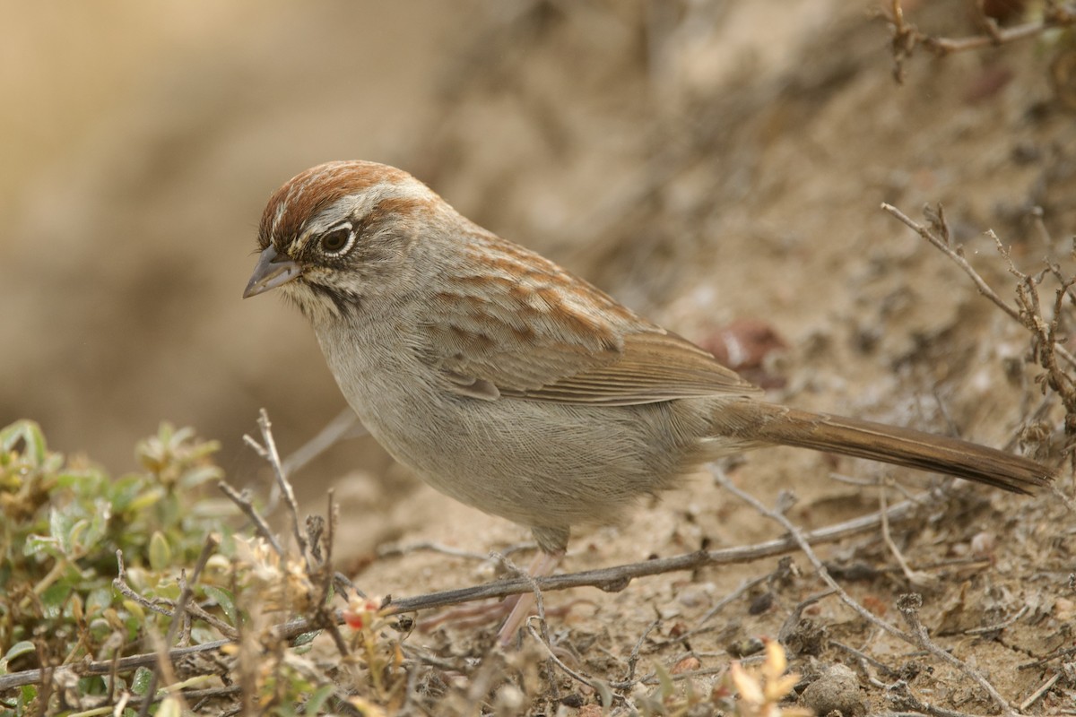 Rufous-crowned Sparrow - ML643898494