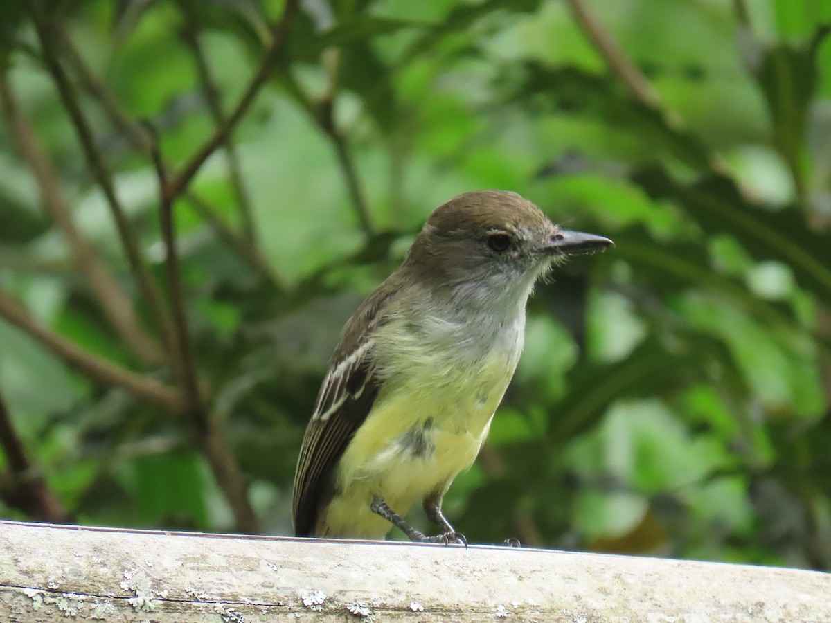 Pale-edged Flycatcher - ML643898498