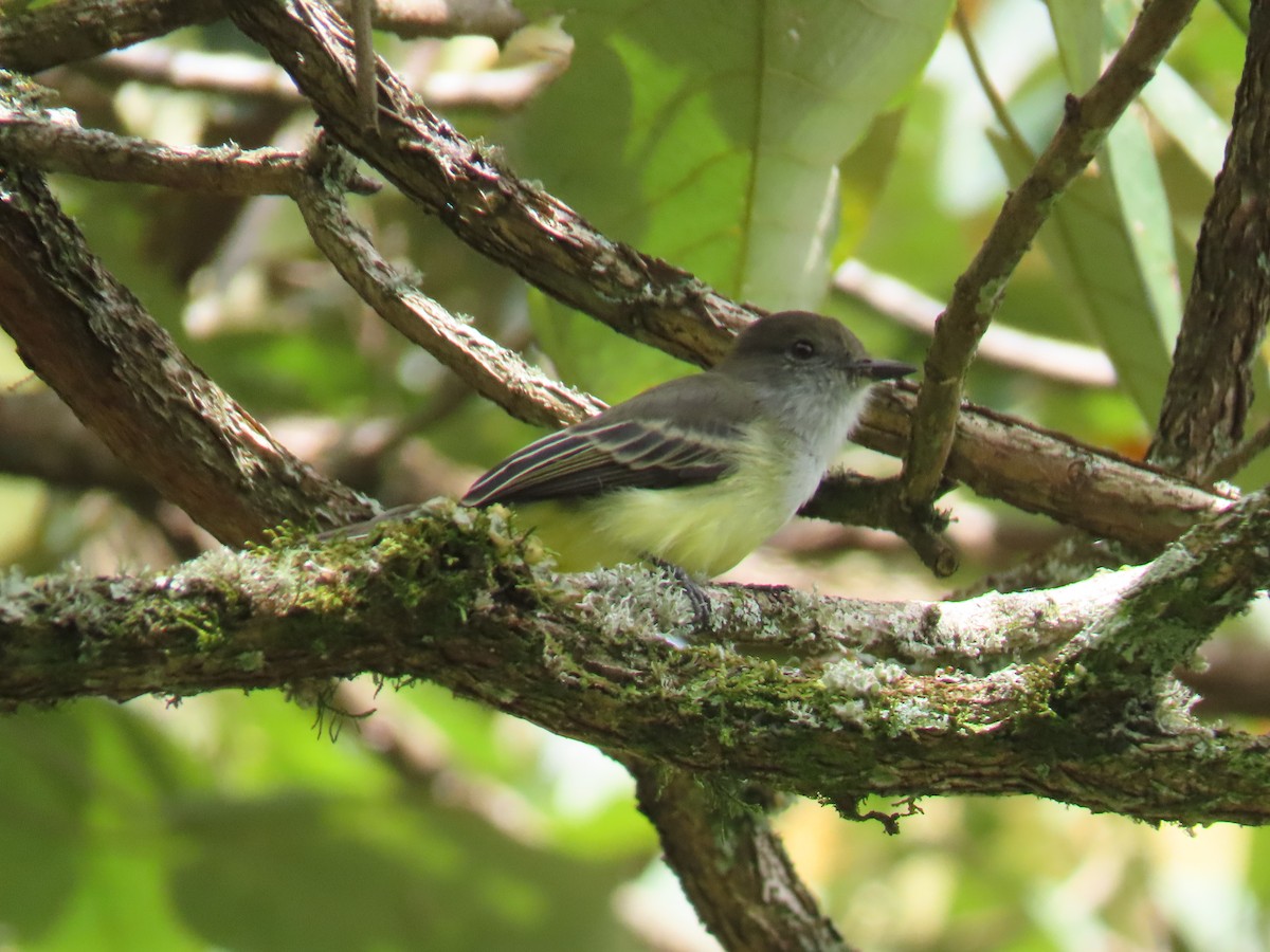 Pale-edged Flycatcher - ML643898526