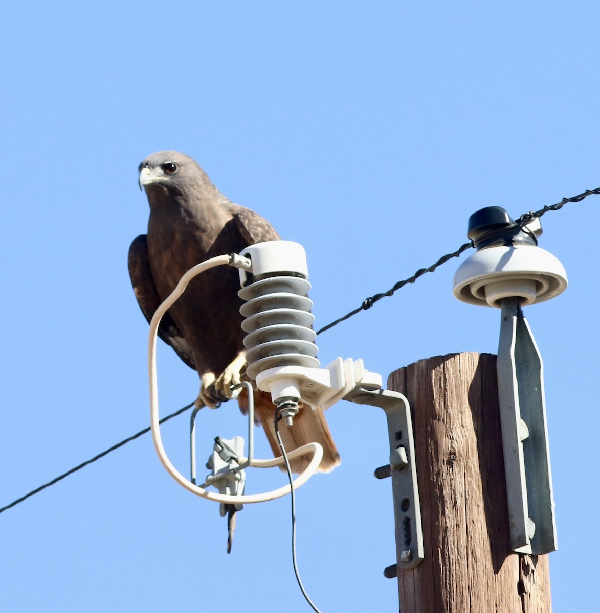 Red-tailed Hawk - ML643898529