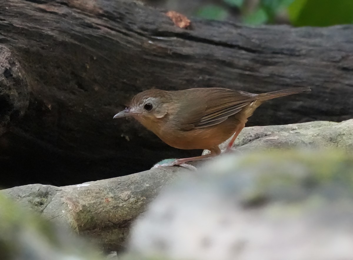 Buff-breasted Babbler - ML643898541