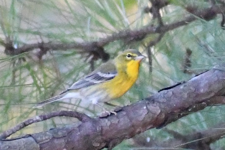 Pine Warbler - ML643898565